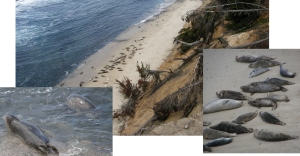Eine ansehliche Population an Robben - hier frei und ungestört lebend.